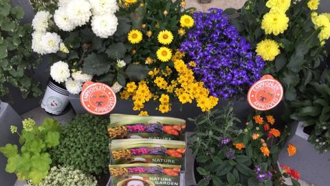 Les fleurs et les plantes vivantes contribuent sensiblement aux efforts d’atténuation du changement climatique et à la protection de la biodiversité, insistent 9 structures européennes de la filière. © O. Maillard